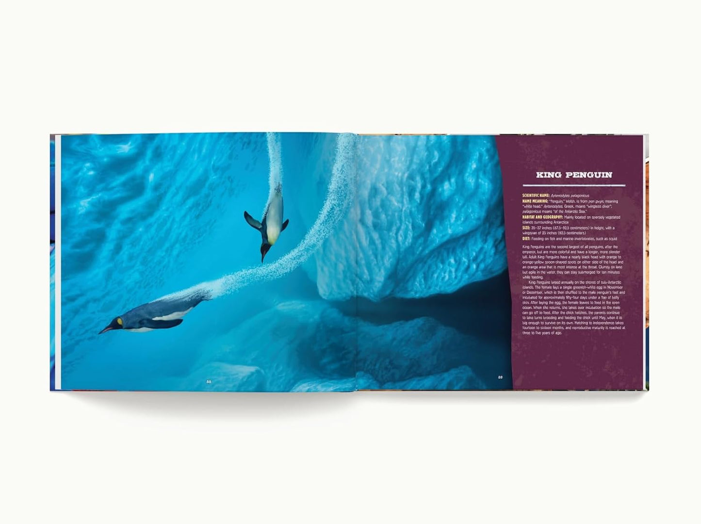 Discovering Birds: The Ultimate Handbook to the Birds of the World