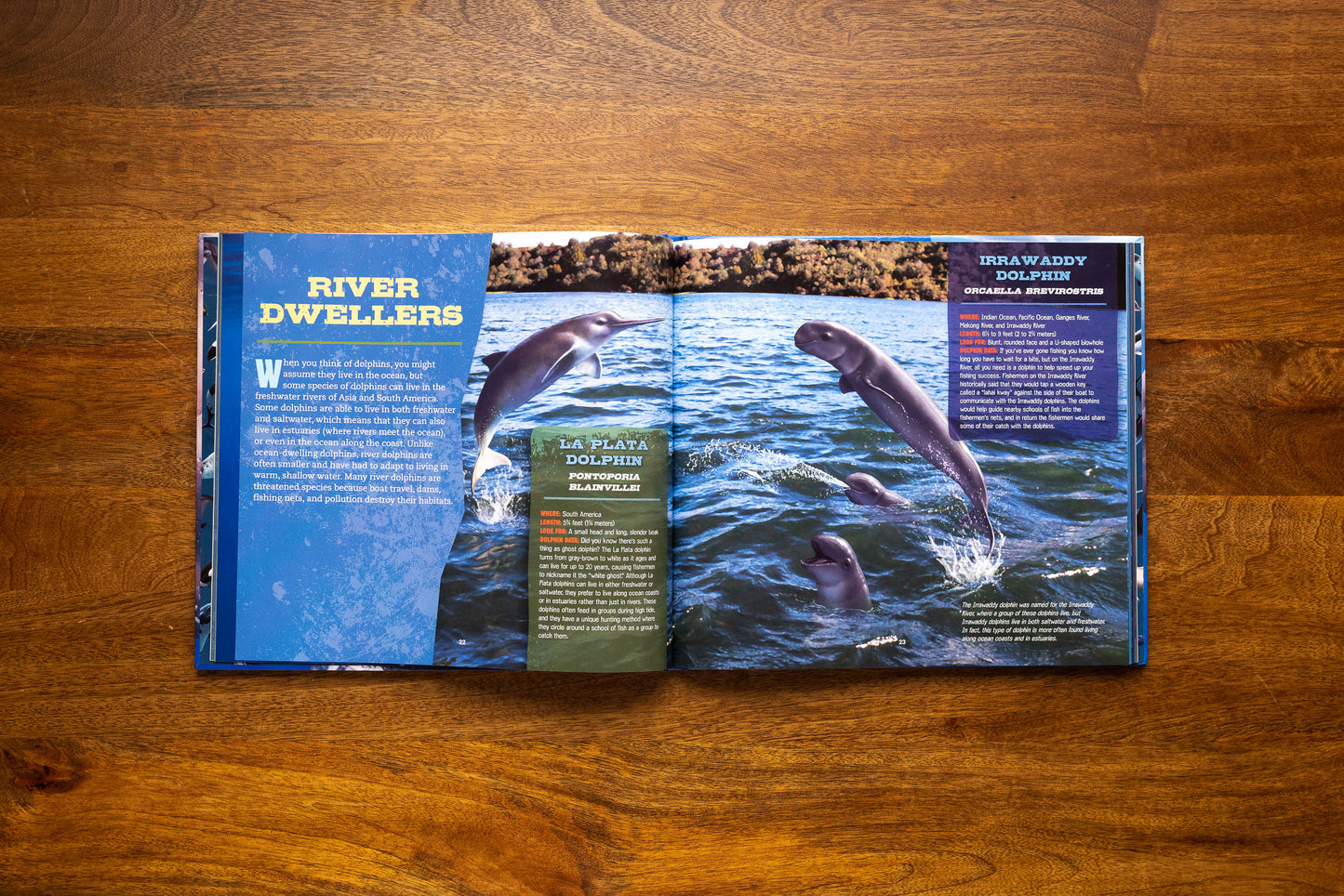 Discovering Whales, Dolphins & Porpoises: The Ultimate Guide to the Ocean's Largest Mammals