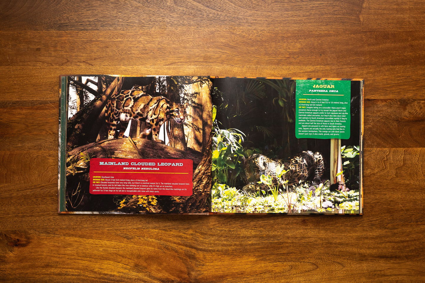 Discovering Tigers, Lions & Other Cats: The Ultimate Handbook to the Big Cats of the World