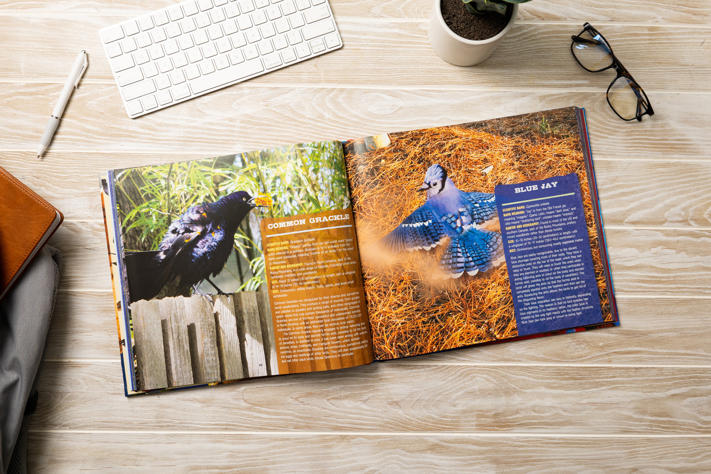 Discovering Birds: The Ultimate Handbook to the Birds of the World