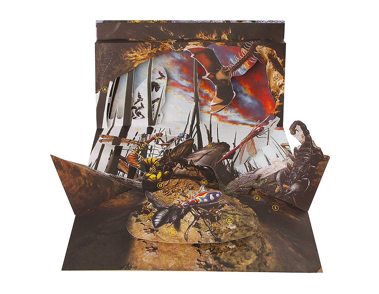 Bug World: A 3-D Pop-Up Book