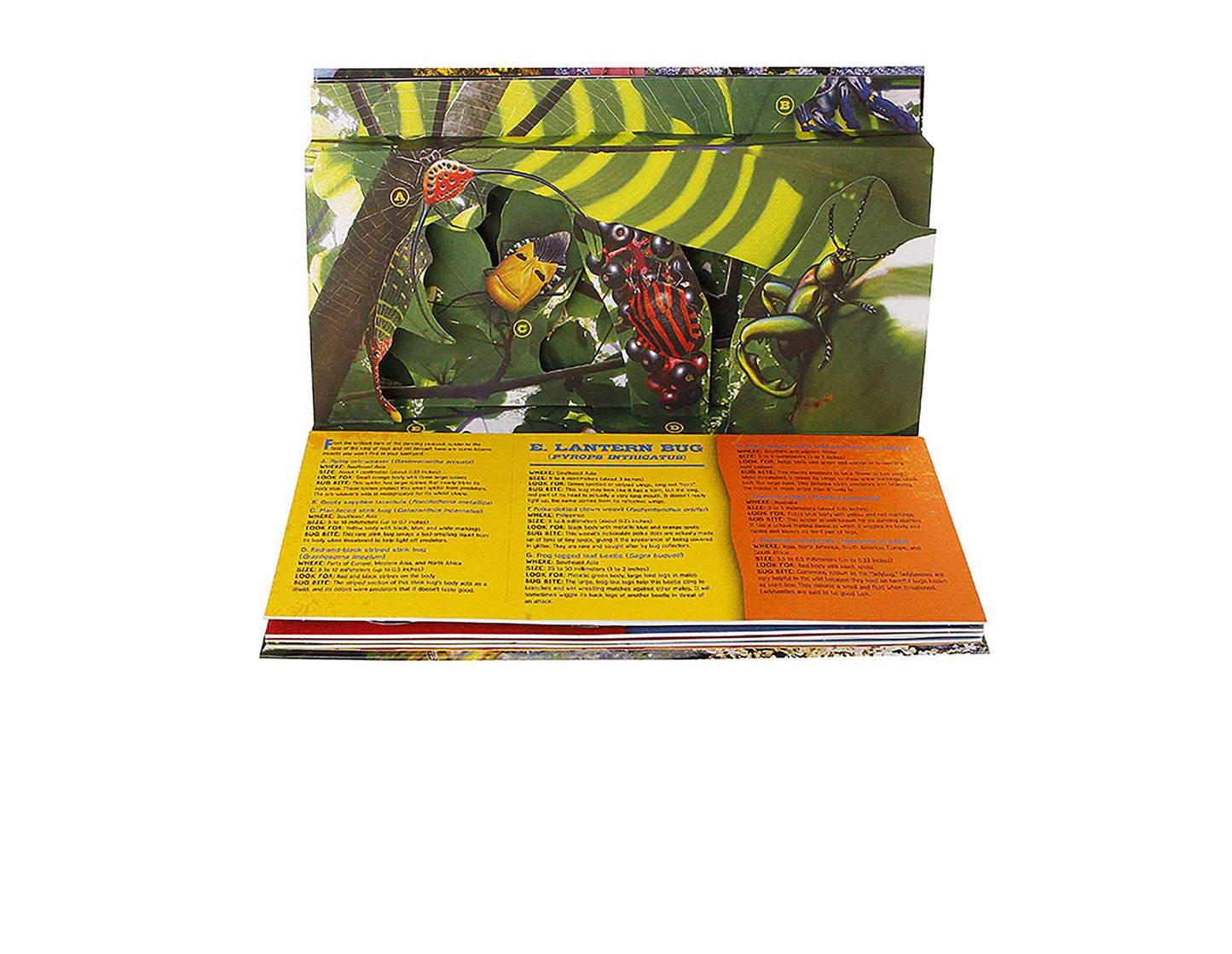 Bug World: A 3-D Pop-Up Book