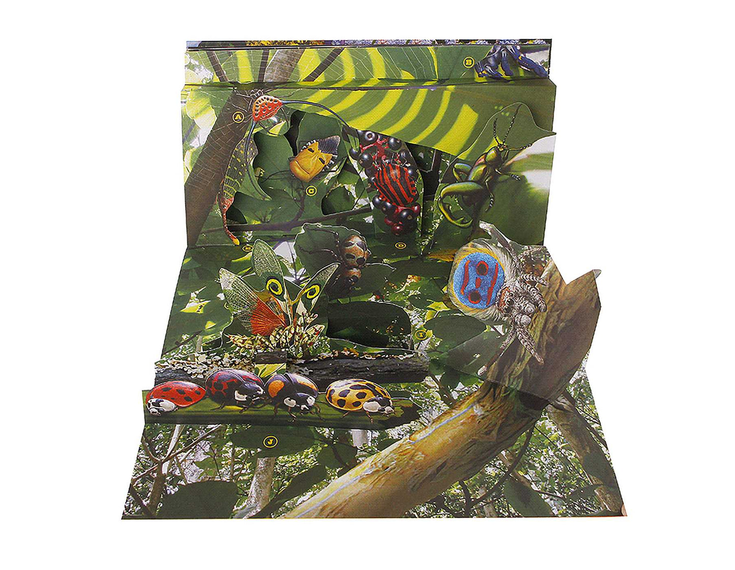 Bug World: A 3-D Pop-Up Book