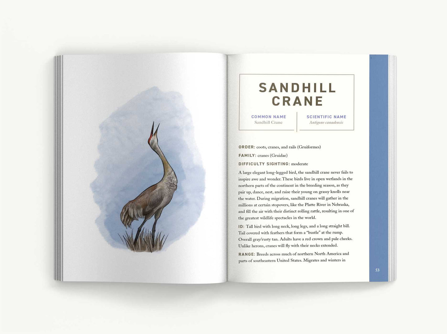 Birds: An Illustrated Field Guide