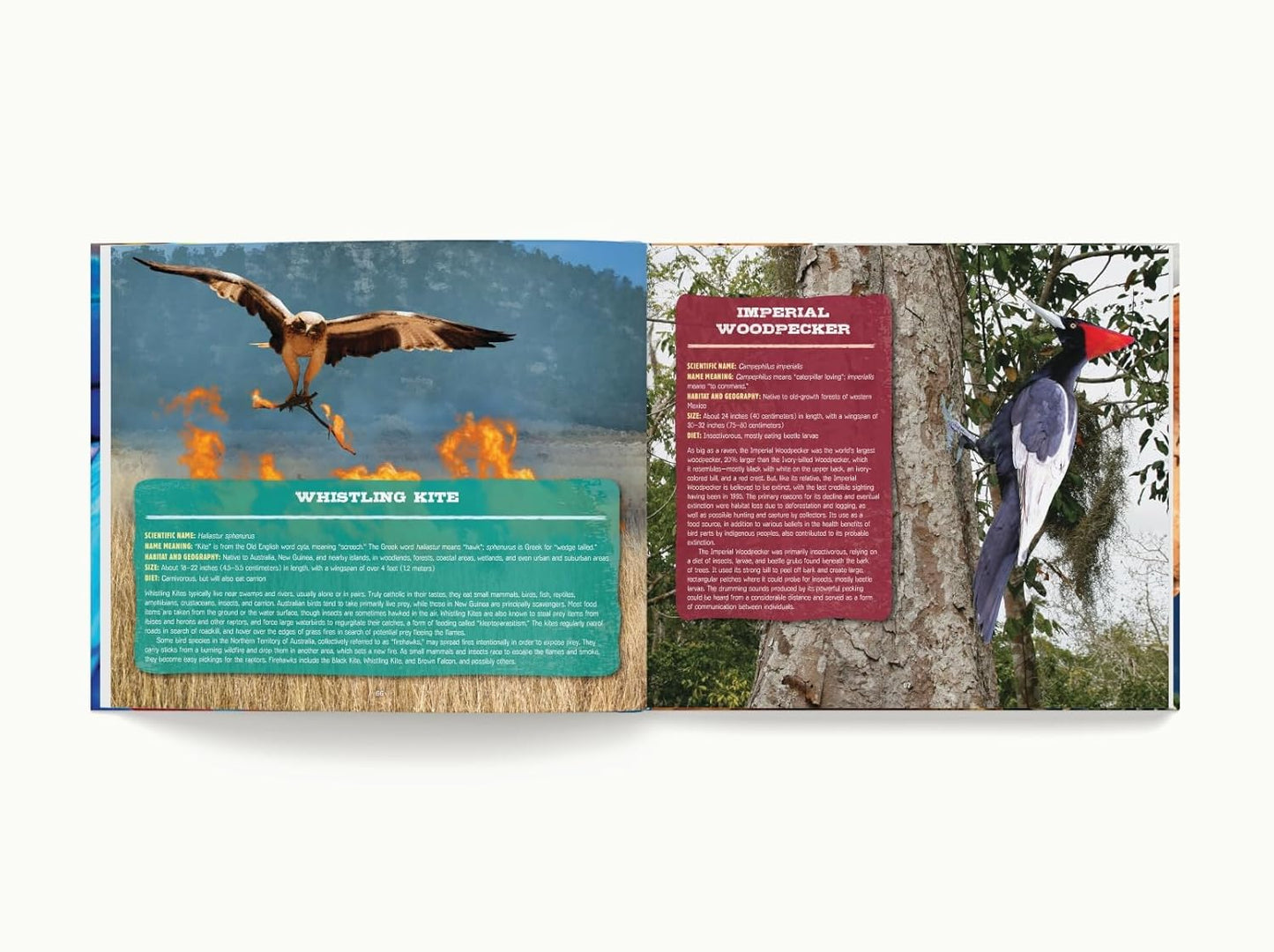 Discovering Birds: The Ultimate Handbook to the Birds of the World