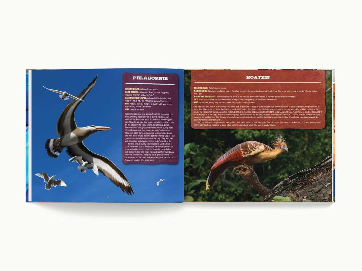 Discovering Birds: The Ultimate Handbook to the Birds of the World