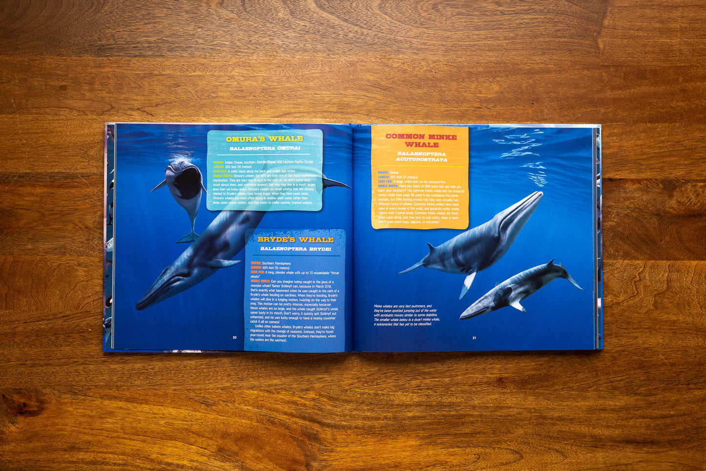 Discovering Whales, Dolphins & Porpoises: The Ultimate Guide to the Ocean's Largest Mammals