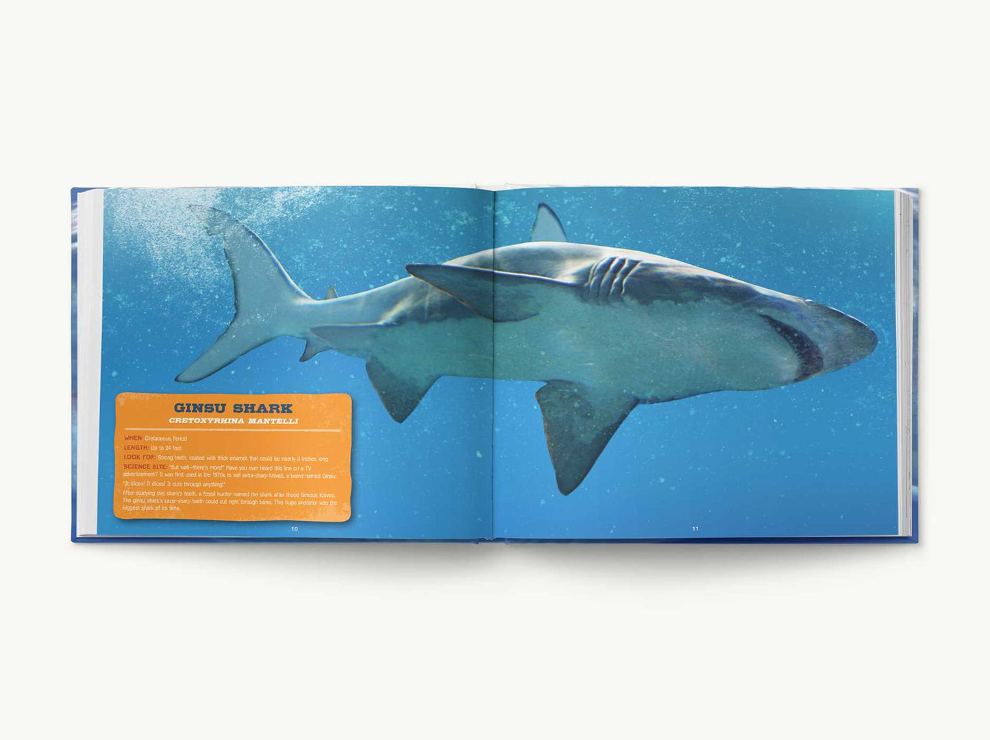 Discovering Sharks: The Ultimate Guide to the Fiercest Predators in the Ocean Deep