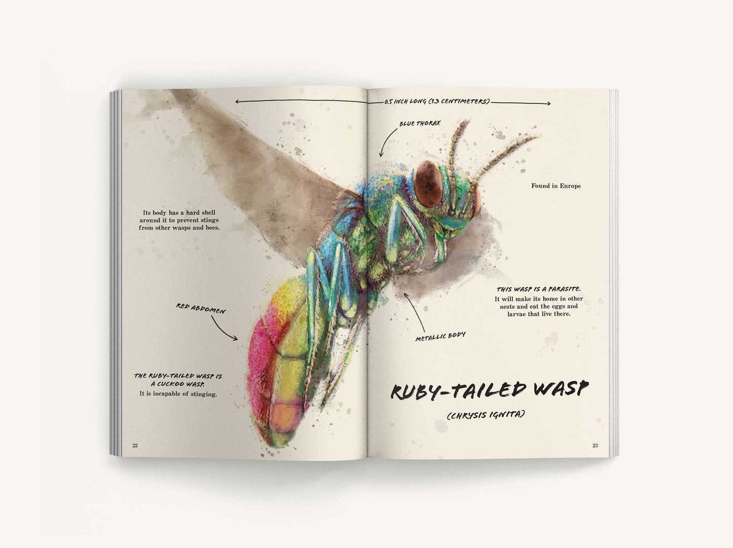 The Ultimate Bug Field Guide: The Entomologist's Handbook