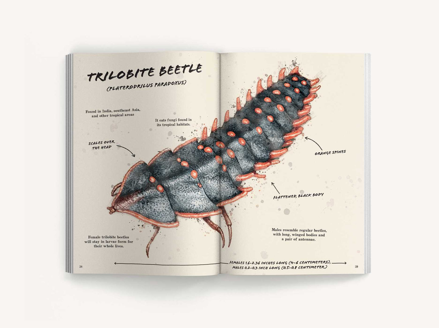 The Ultimate Bug Field Guide: The Entomologist's Handbook