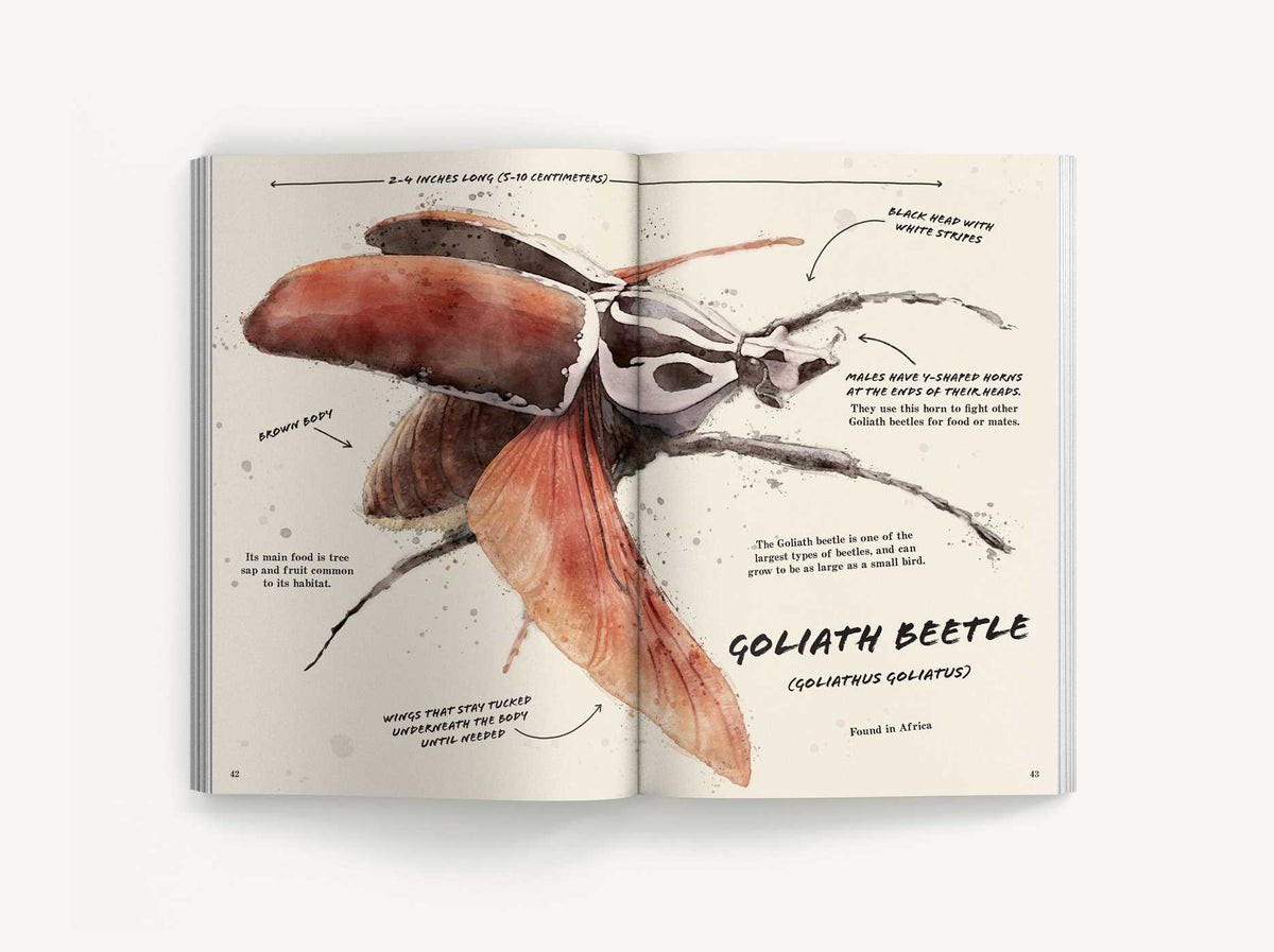Insect Fuild Guide The Ultimate Bug Field Guide: The Entomologist's Handbook – Cider Mill ...