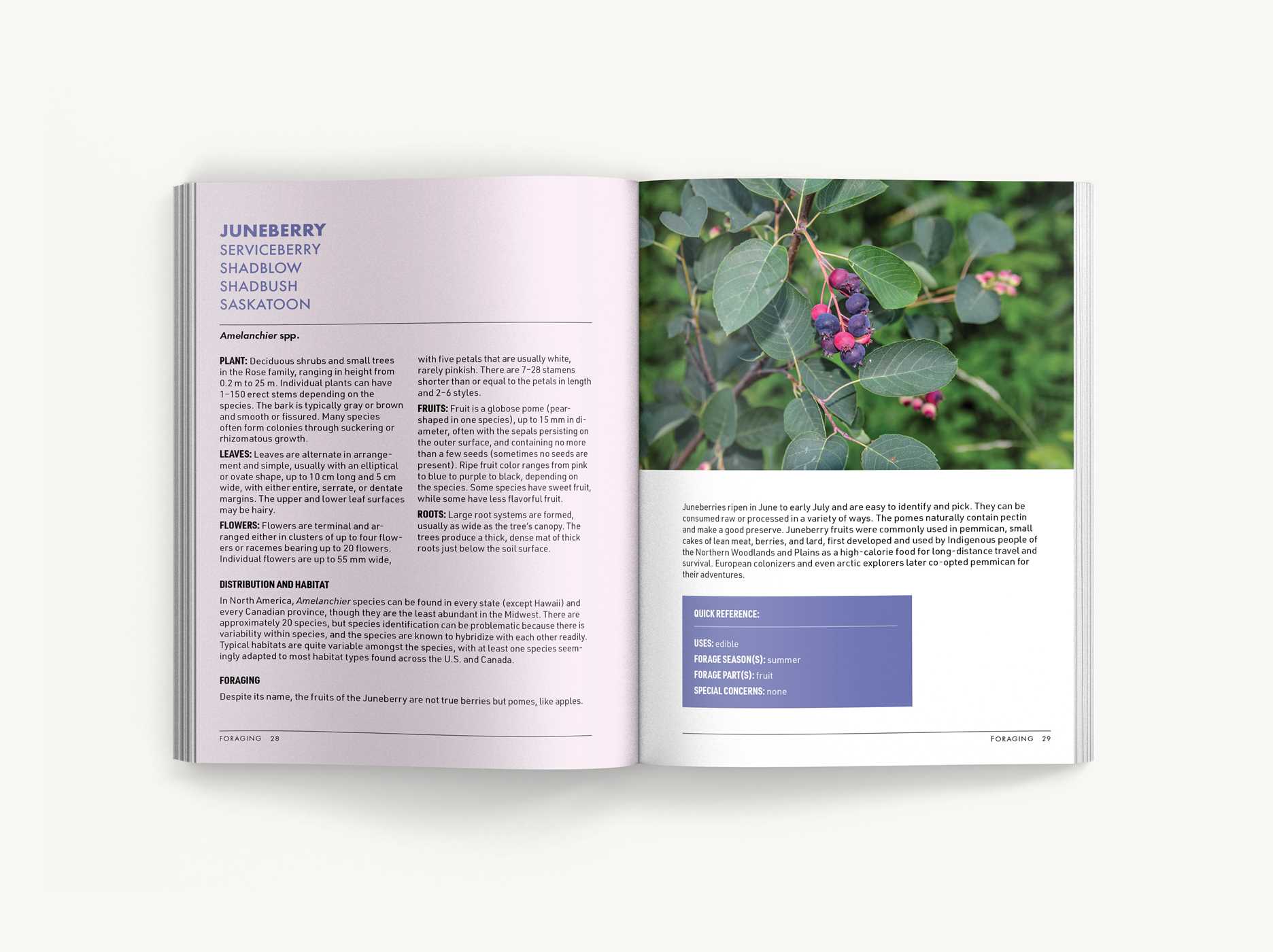 Foraging: An Illustrated Guide to Edible Wild Plants – Cider Mill Press