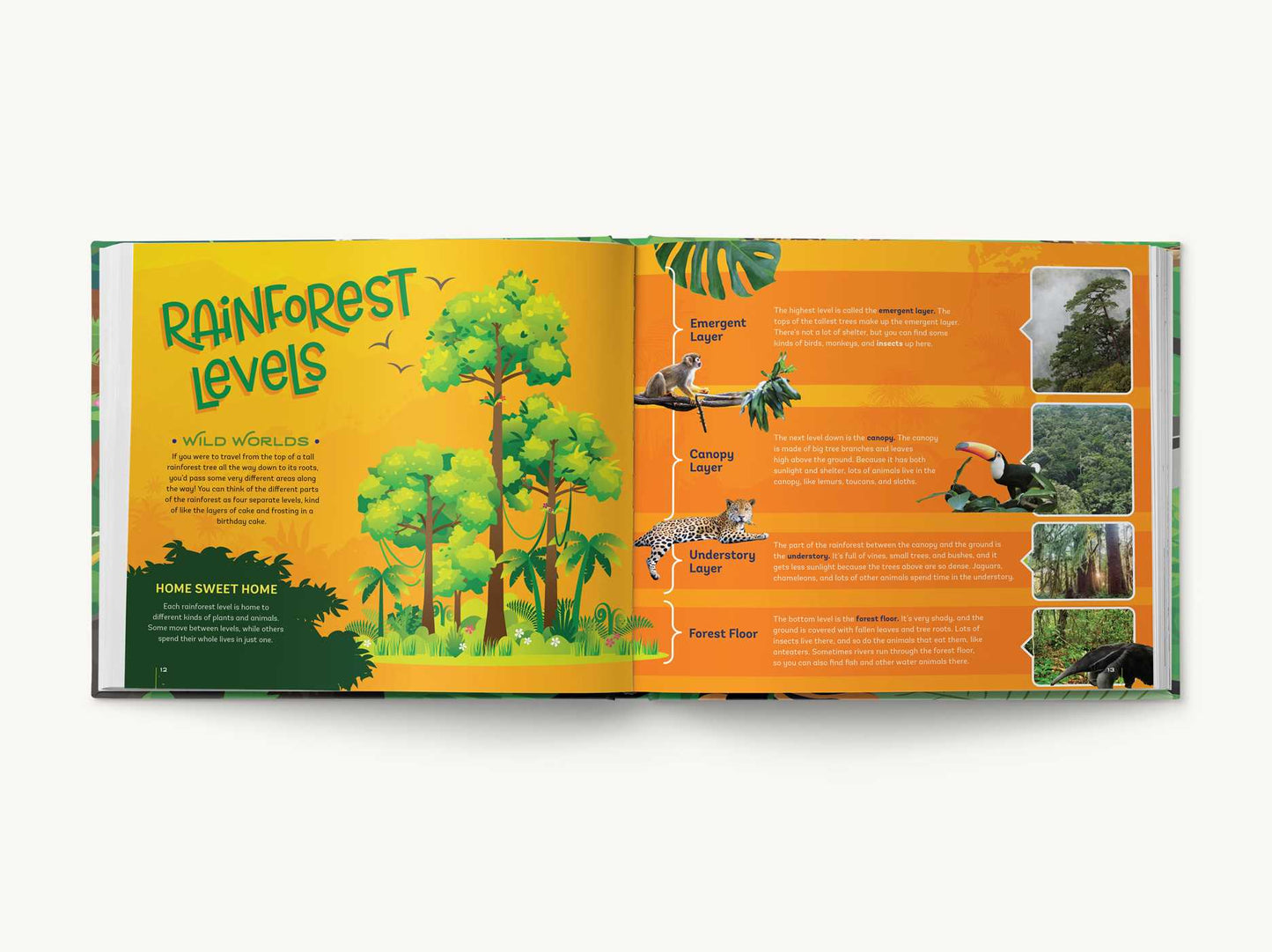 Your Bedroom is a Rainforest!: Bring Rainforest Animals Indoors with Reusable, Glow-in-the-Dark Stickers of Monkeys, Tigers, Sloths, Parrots, Jaguars, Tarantulas, Pandas, Fireflies, and More!