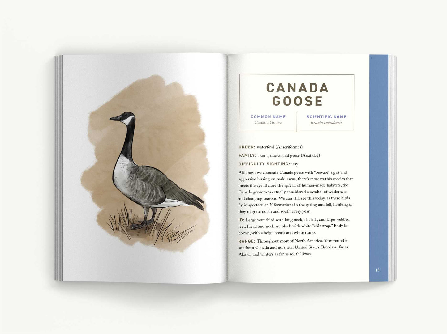 Birds: An Illustrated Field Guide