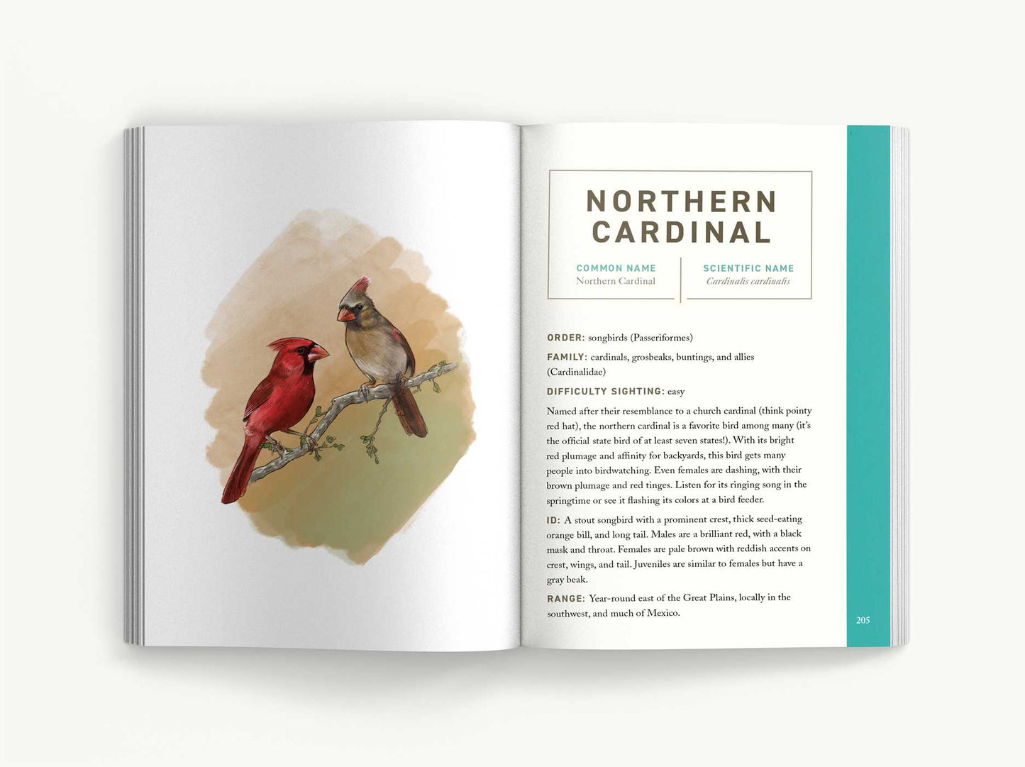 Birds: An Illustrated Field Guide