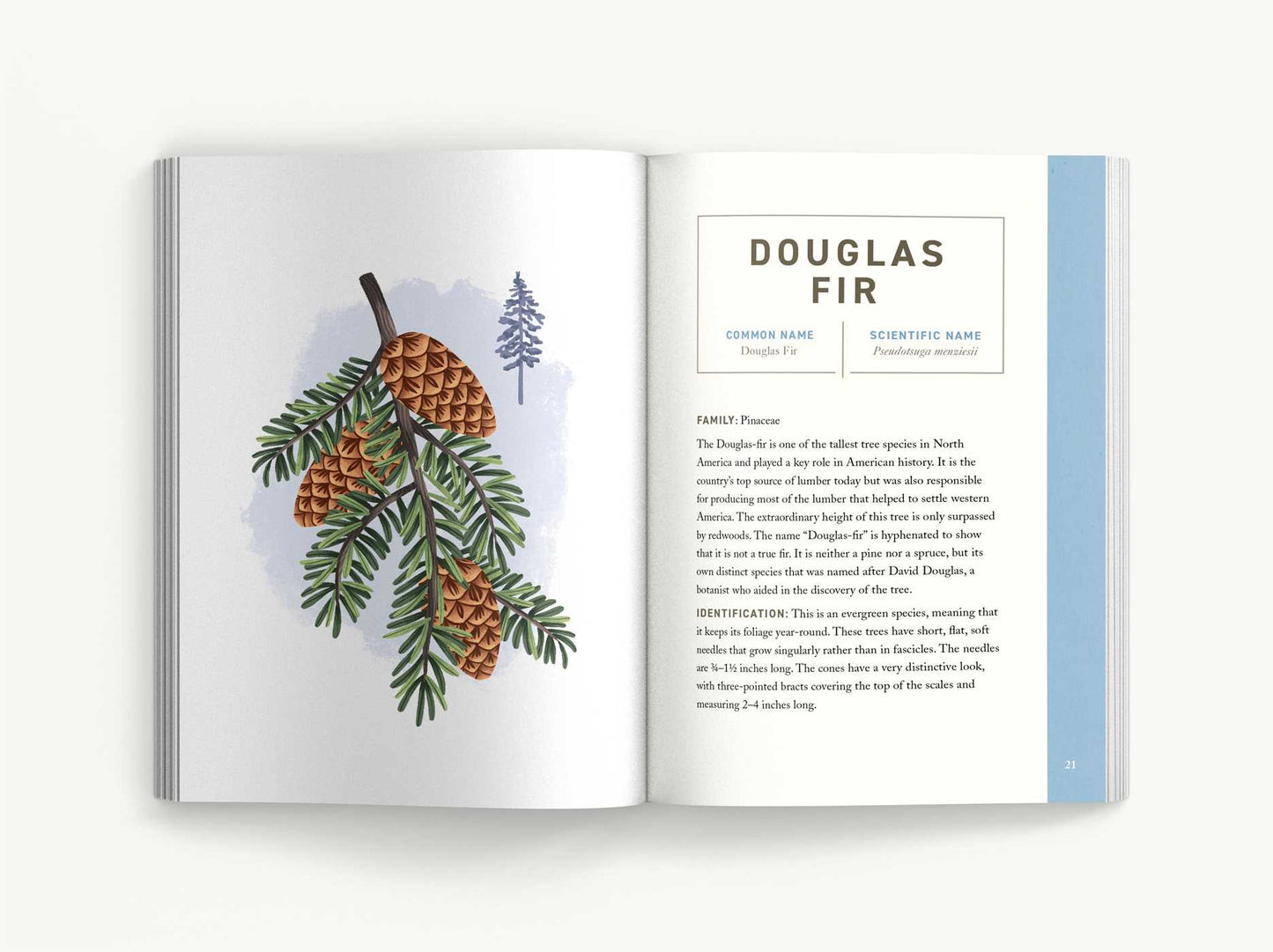Trees: An Illustrated Field Guide