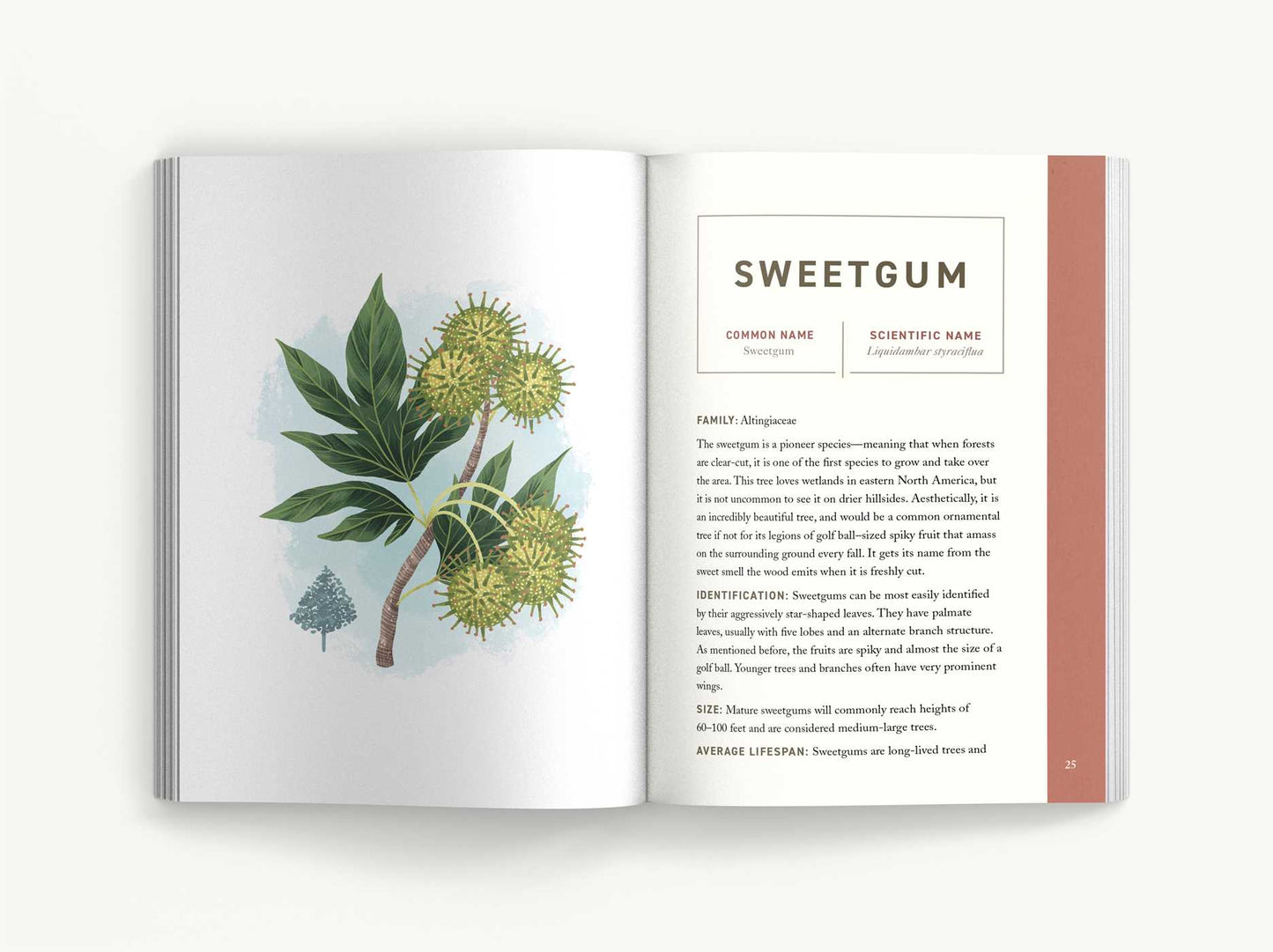 Trees: An Illustrated Field Guide